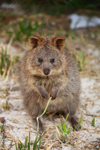 Quokka, Australian marsupial