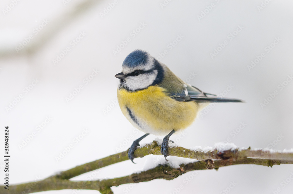 Mésange bleue (Cyanistes caeruleus - Eurasian Blue Tit) Mésange bleue (Cyanistes caeruleus - Eurasian Blue Tit)