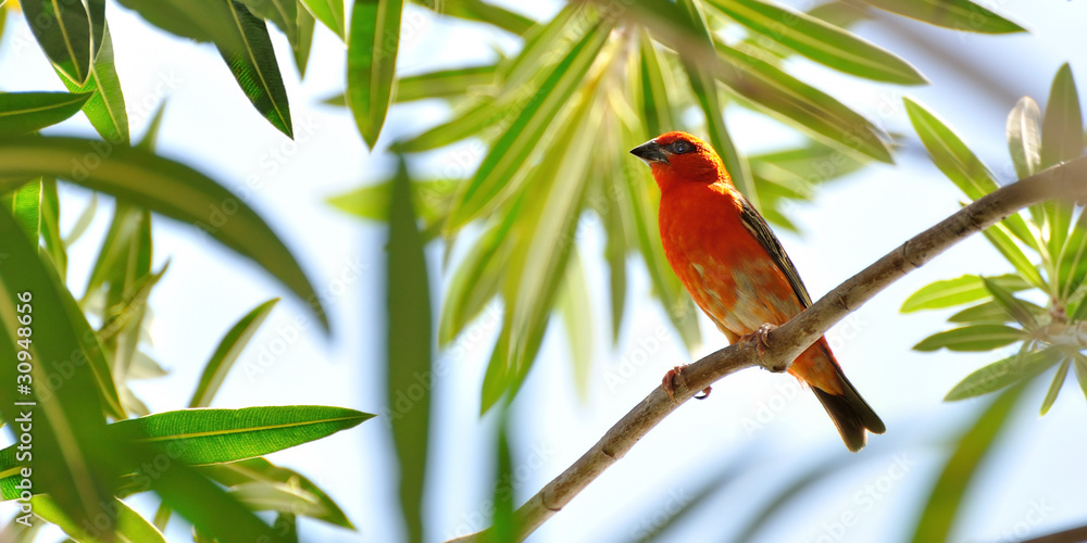 oiseau cardinal Stock Photo | Adobe Stock