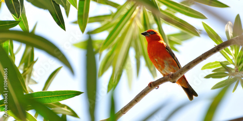 oiseau cardinal © pixel974