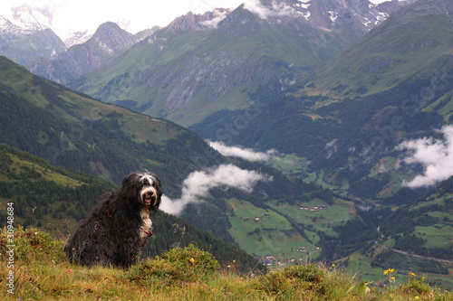 Urlaub mit Hund