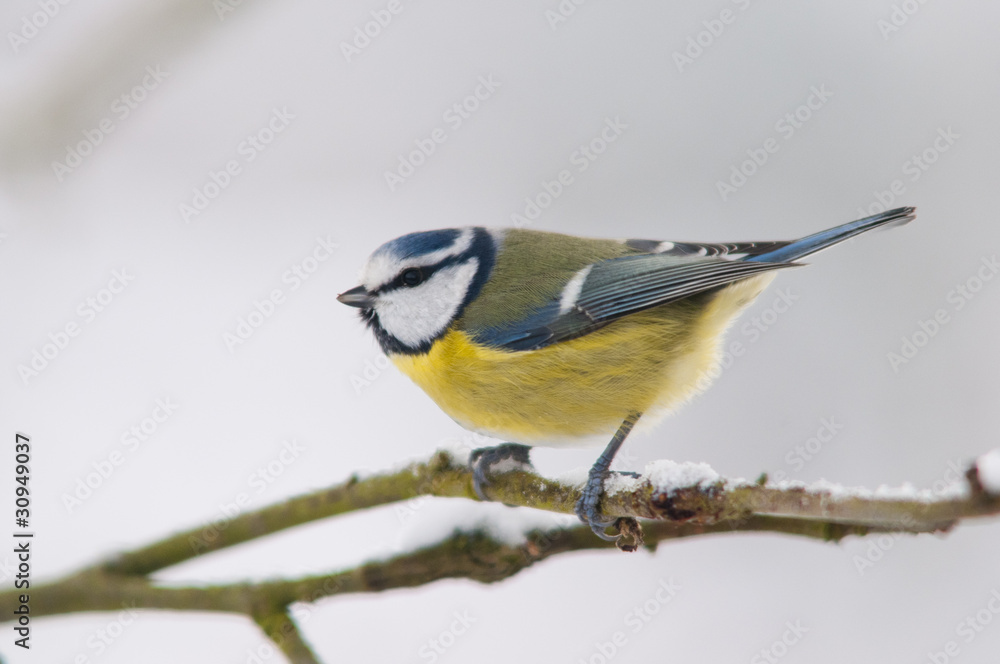 Mésange bleue (Cyanistes caeruleus - Eurasian Blue Tit) Mésange bleue (Cyanistes caeruleus - Eurasian Blue Tit)