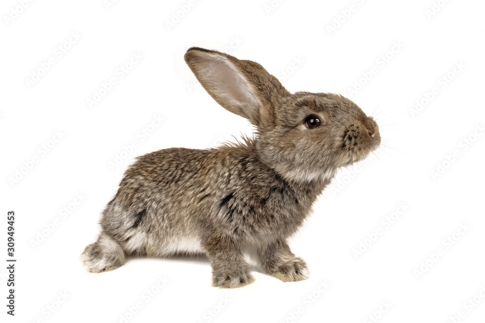 Obraz premium grey rabbit