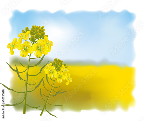 Mustard flowers with Field. Vector illustration.