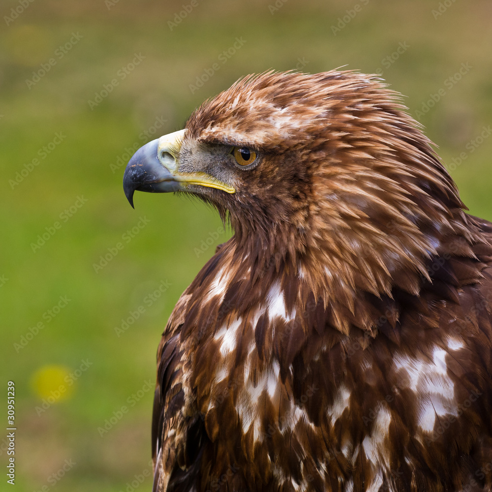 Golden eagle Golden eagle