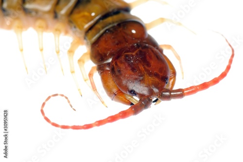 Fotografie, Obraz poison centipede