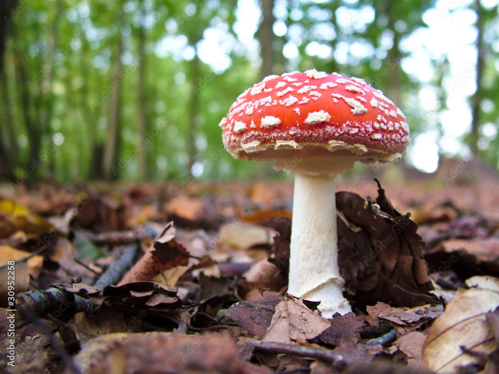 Glückspilz, Fliegenpilz in einem Laubwald, Lüneburger Heide, Niedersachsen, Deutschland, Europa Glückspilz, Fliegenpilz in einem Laubwald, Lüneburger Heide, Niedersachsen, Deutschland, Europa