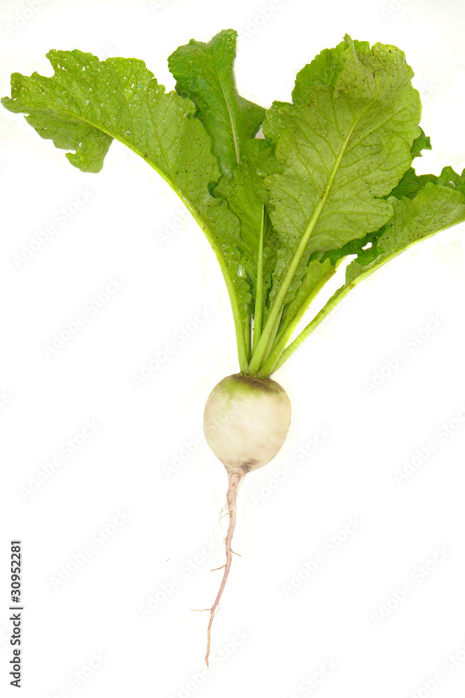 Fototapeta premium white radish
