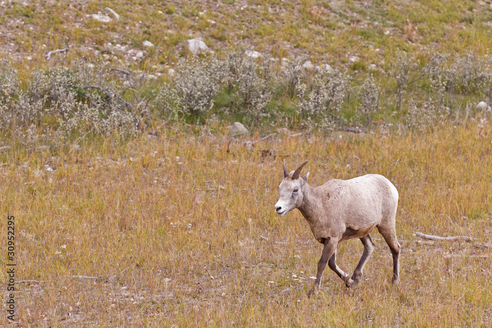 Obraz premium Bighorn sheep, ovis canadensis