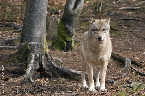 lupo nella foresta della Baviera