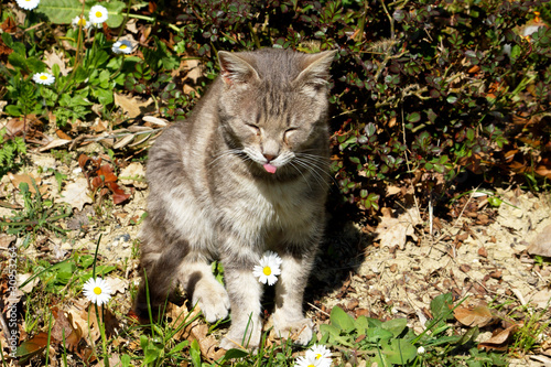 Gatto che pensa