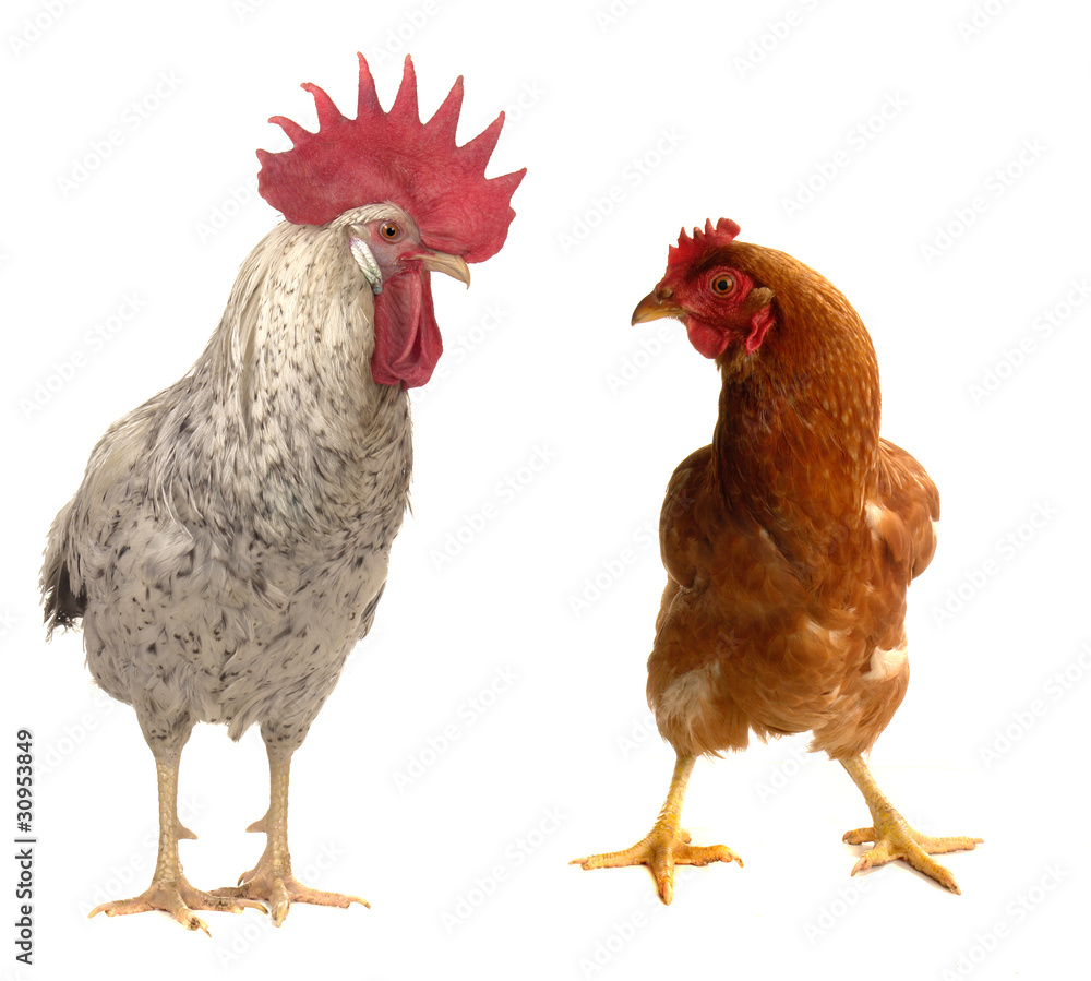 Fototapeta premium black cock