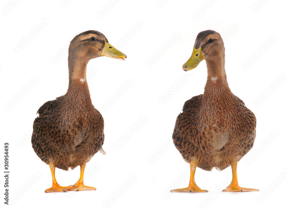 duck duck