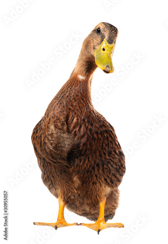 Slika na platnu duck