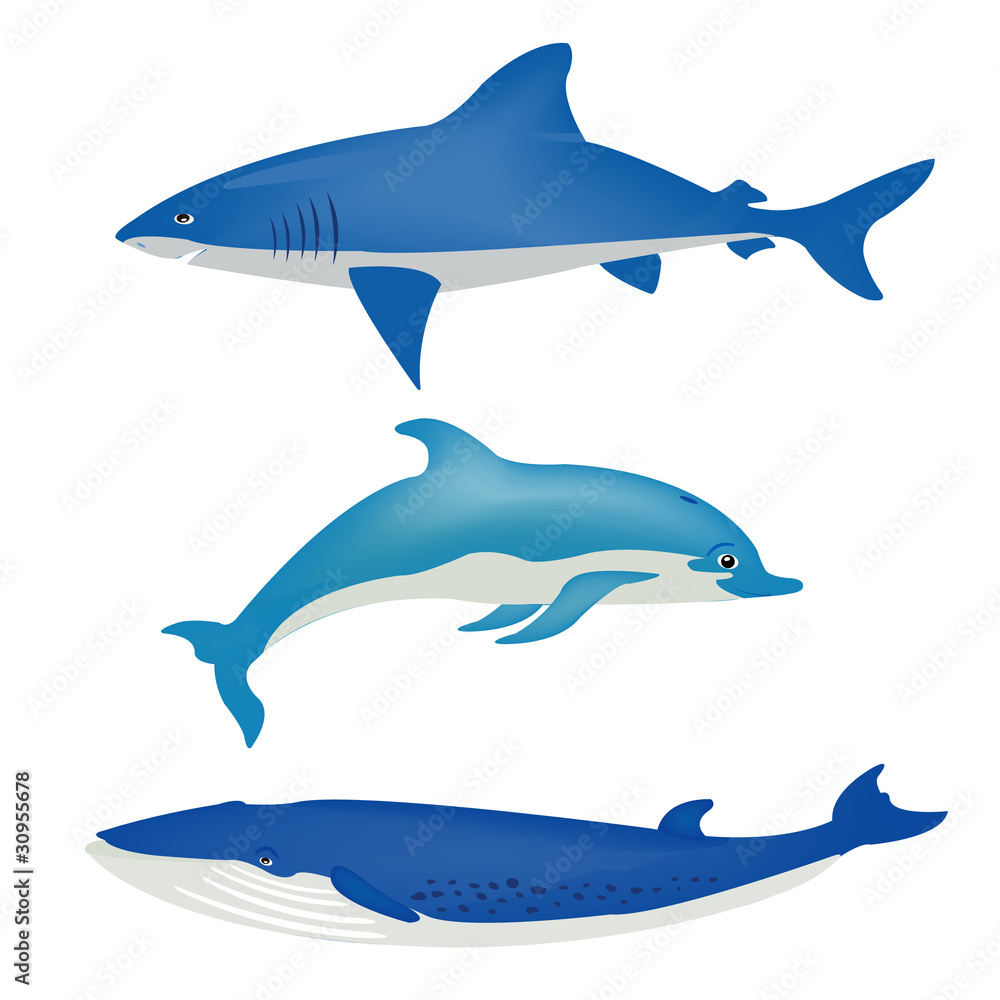 Obraz premium Sea animals on white