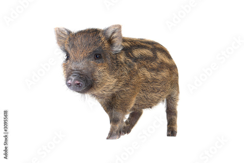 Pig  small