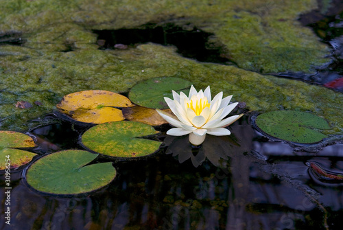 Water Lily