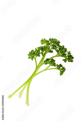 parsley on the white background
