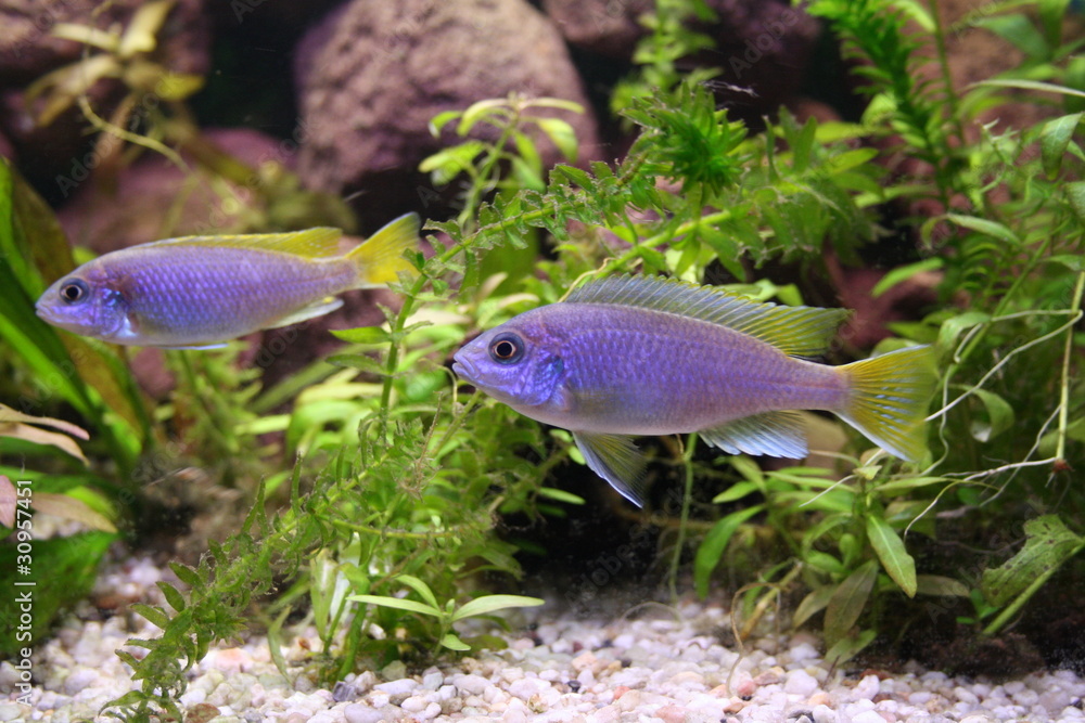 Blauer Barsch Blauer Barsch