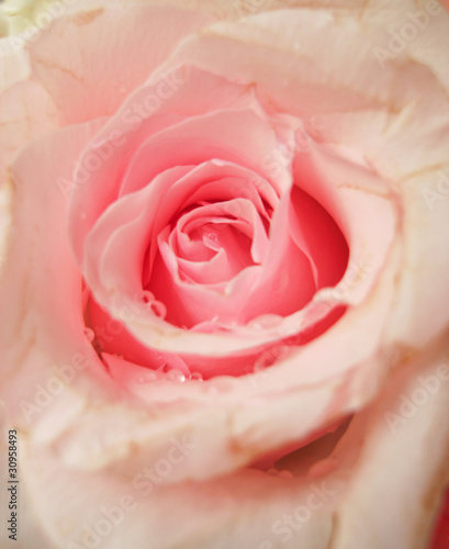 Pale pink roses.