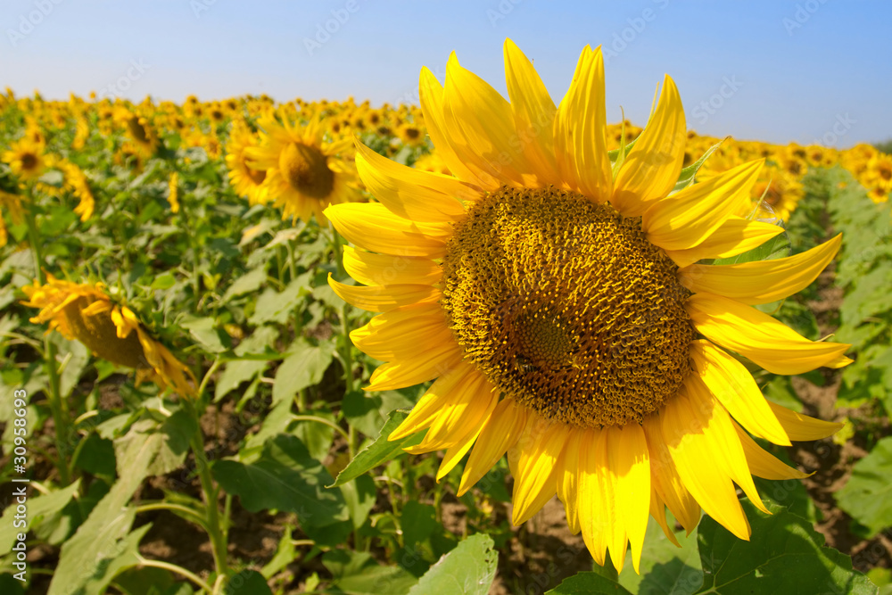 Naklejka premium Beautiful sunflowers against blue sky