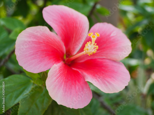 red hibiscus flower