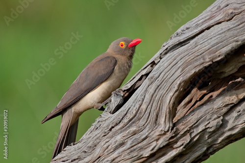 Red-billed Oxpecker