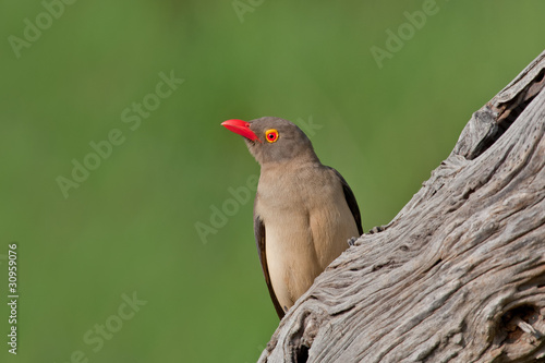 Red-billed Oxpecker