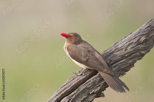 Schilderij op canvas Red-billed Oxpecker
