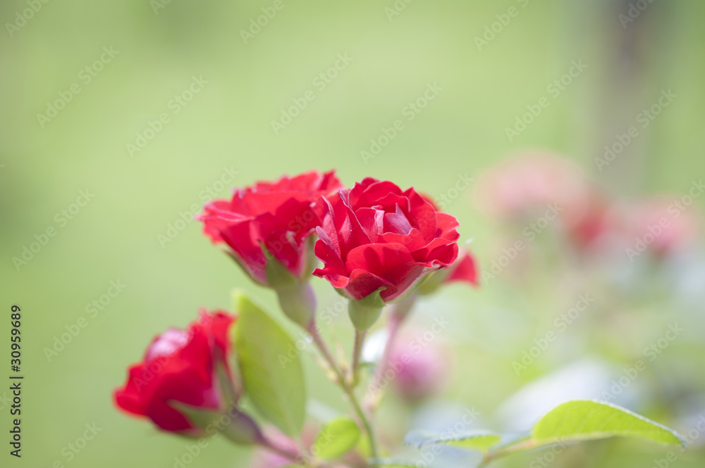 Obraz premium Beautiful red rose in a garden