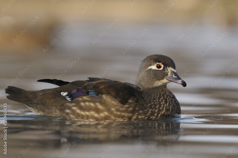 Wood Duck or Carolina Duck, Aix sponsa - female Wood Duck or Carolina Duck, Aix sponsa - female