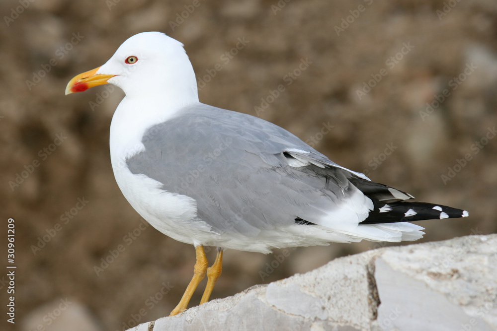 Obraz premium seagull on stone