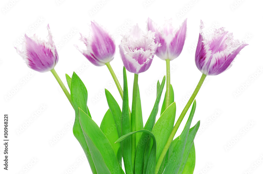 Fototapeta premium tulips