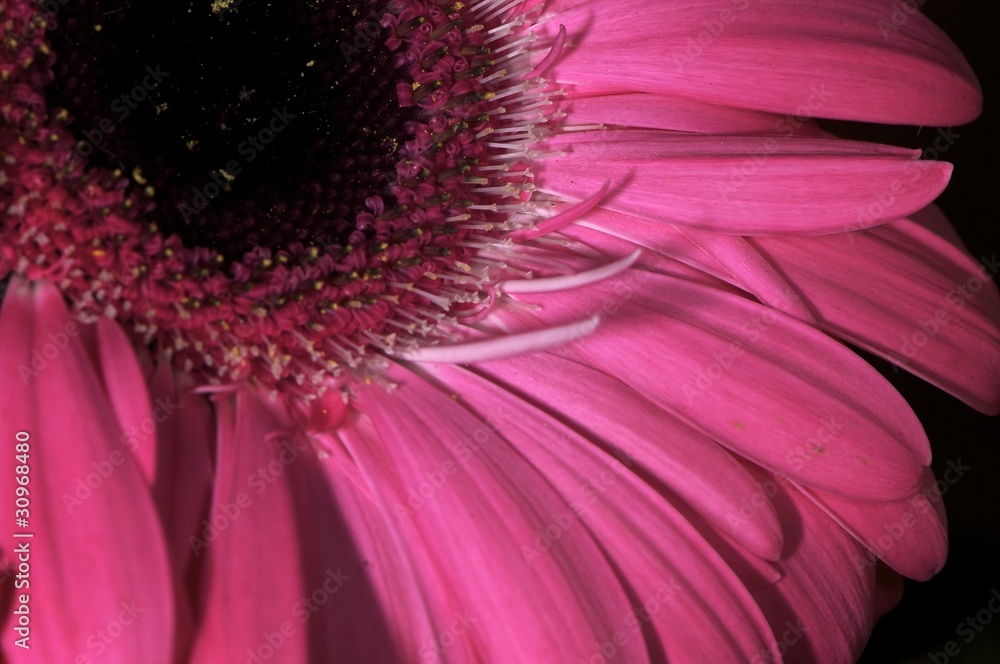 Obraz premium gérbera