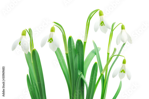 Snowdrops  Galanthus nivalis  on white background