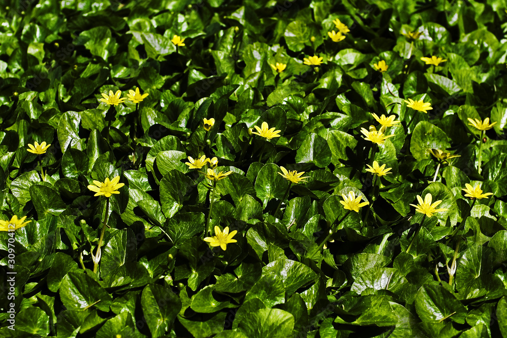 Obraz premium Spring background