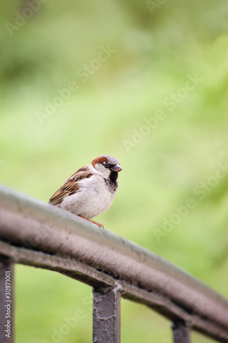 Sparrow Bird (Passer domesticus) On Bridge Rail Closeup photo