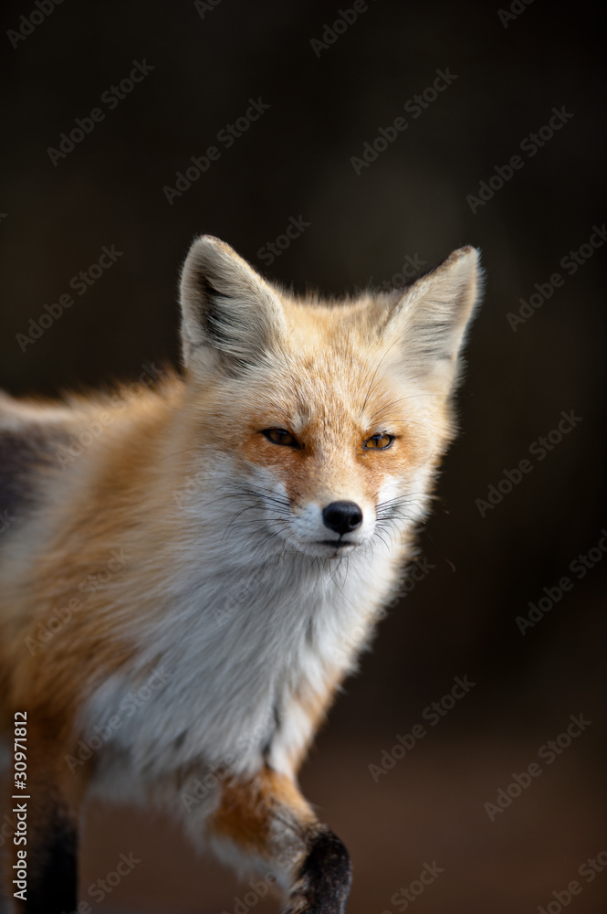 Red fox trot Red fox trot