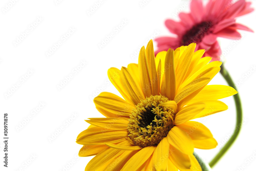 Gerbera blossoms Gerbera blossoms