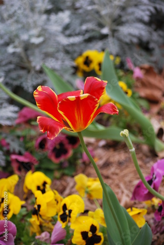 Varigated tulip pops in spring flower bed