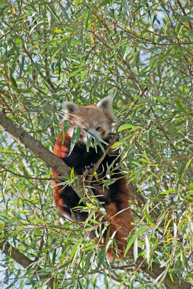 Fototapeta premium Red panda (Ailurus fulgens) sits on the tree