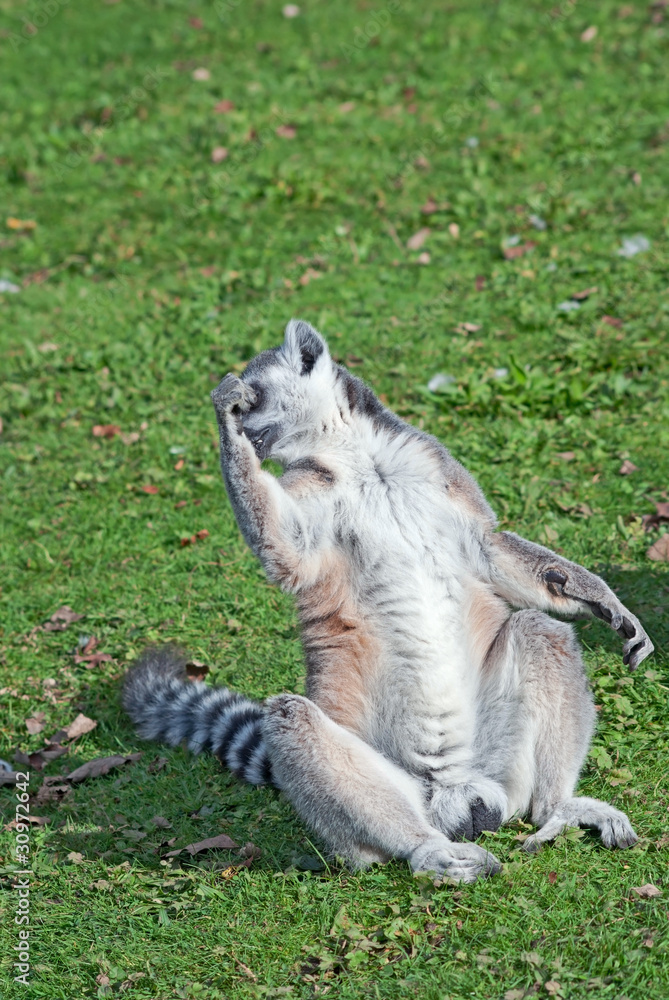 Obraz premium Ring-tailed lemur (Lemur Catta) scratches itself
