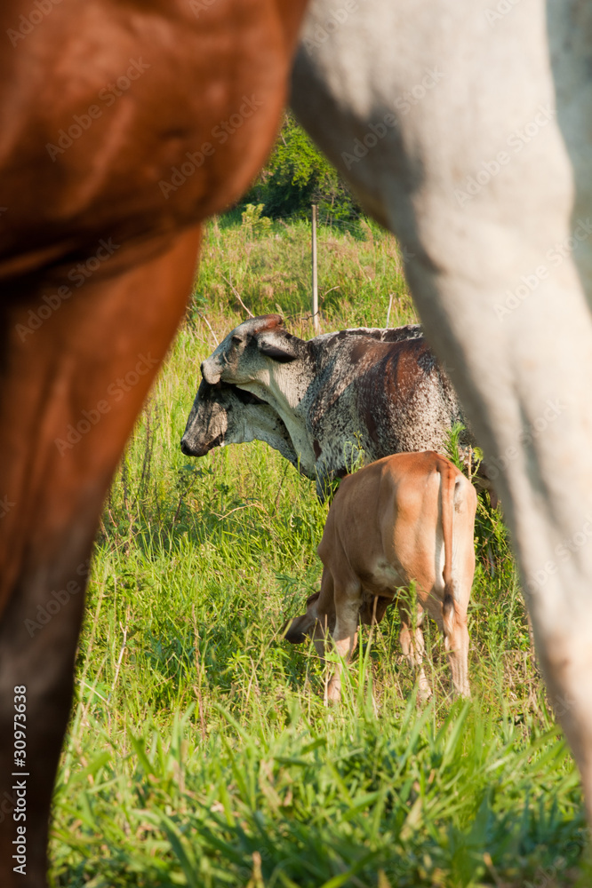 Obraz premium Cow grazing in countryside