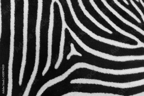 Zebra skin