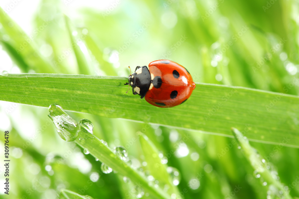 ladybug on grass ladybug on grass