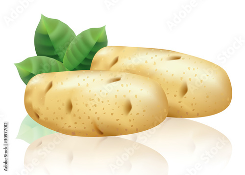 Potatoes on a white background. Vector illustration.