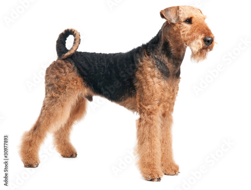 Konstfotografi Airedale Terrier dog isolated