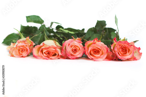 Five red roses over white with copy space