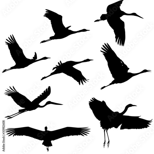 Zugvögel, Wandervögel