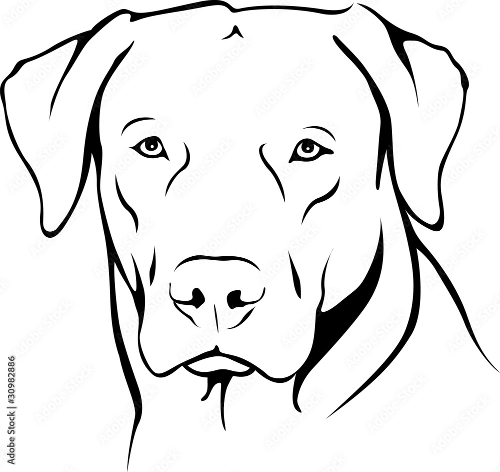 Labrador Retriever Portrait Labrador Retriever Portrait